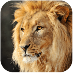 说话的狮子游戏